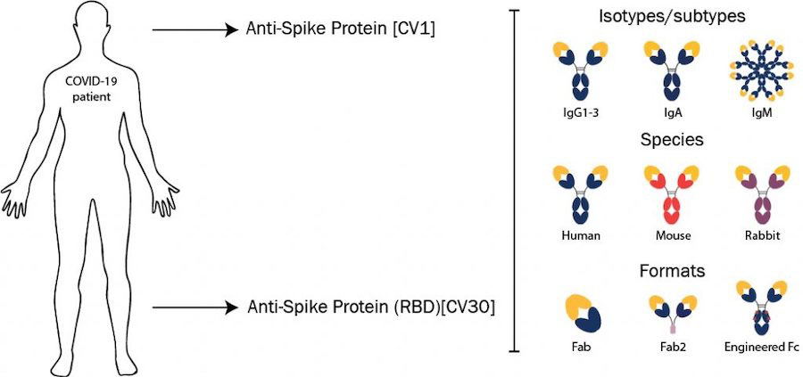covid spike proteins