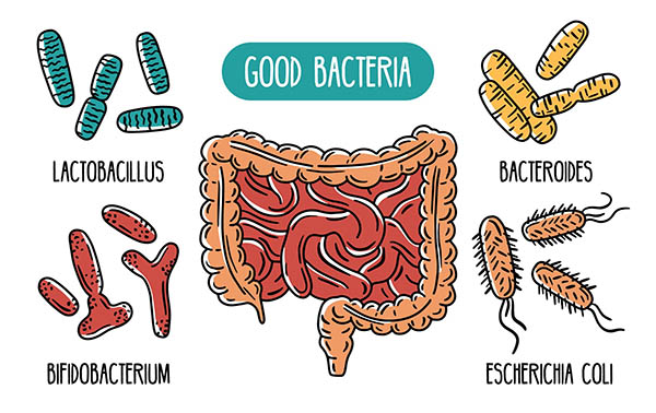 lactobacillus, bacteroids, bifidobacterium